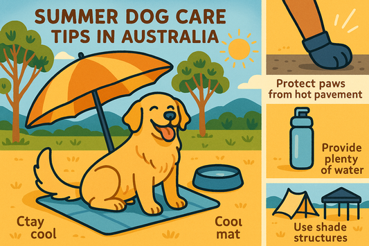 🐶 Summer Dog Care in Australia: Keep Your Pup Safe, Cool & Happy
