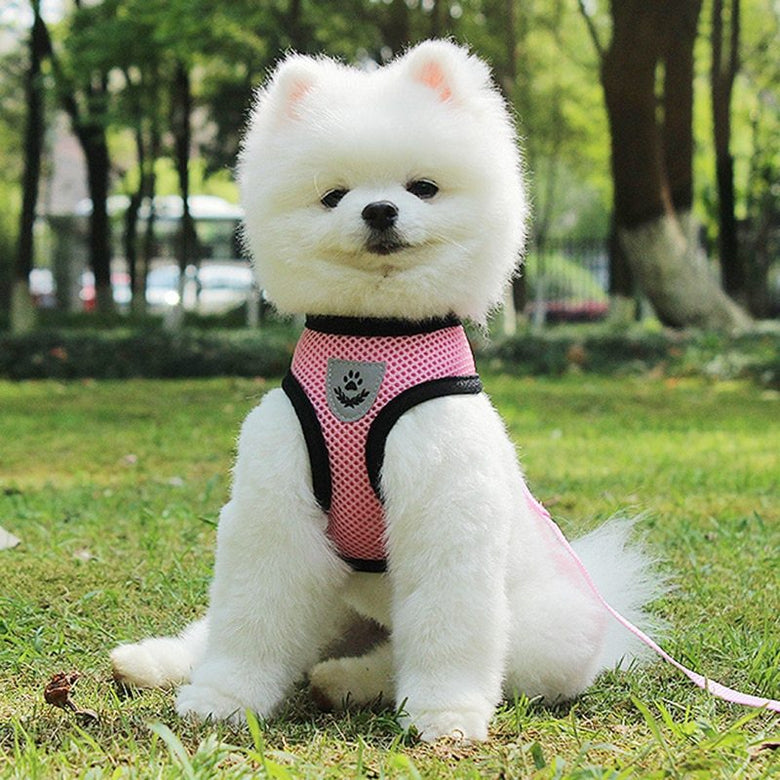 Pet Car Seat Belt Leash – Adjustable Safety Harness for Dogs & Cats