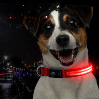 LED Pet Collar – Waterproof Light Up Dog & Cat Collar for Night Safety